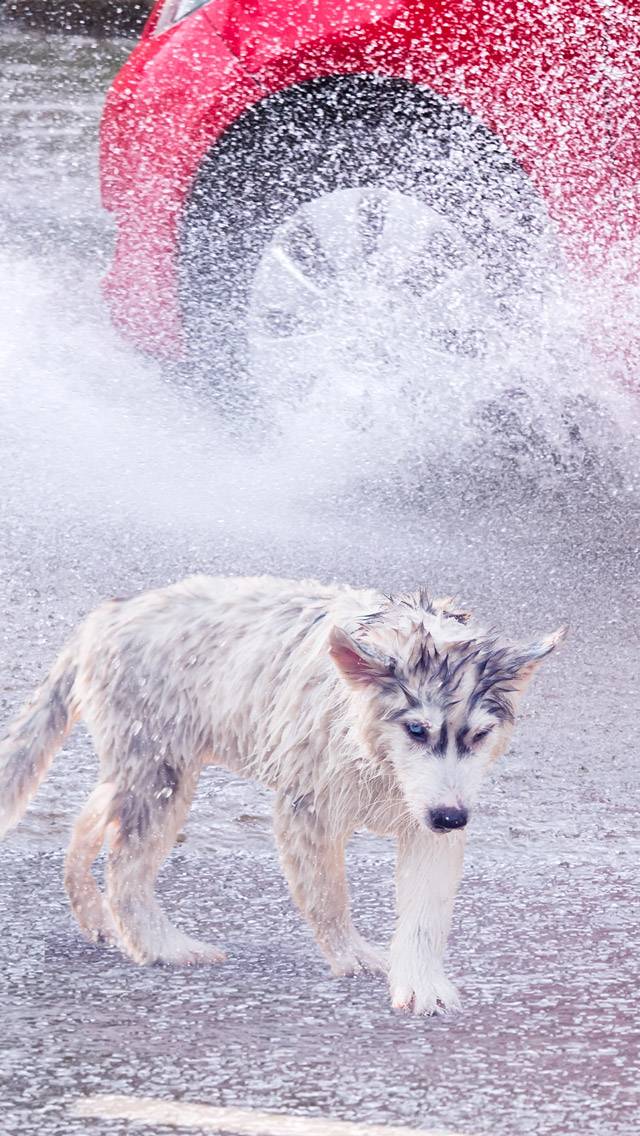 Puppy for heavy rain weather
