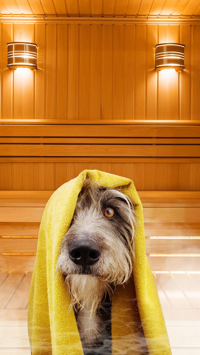 Puppy for hot weather
