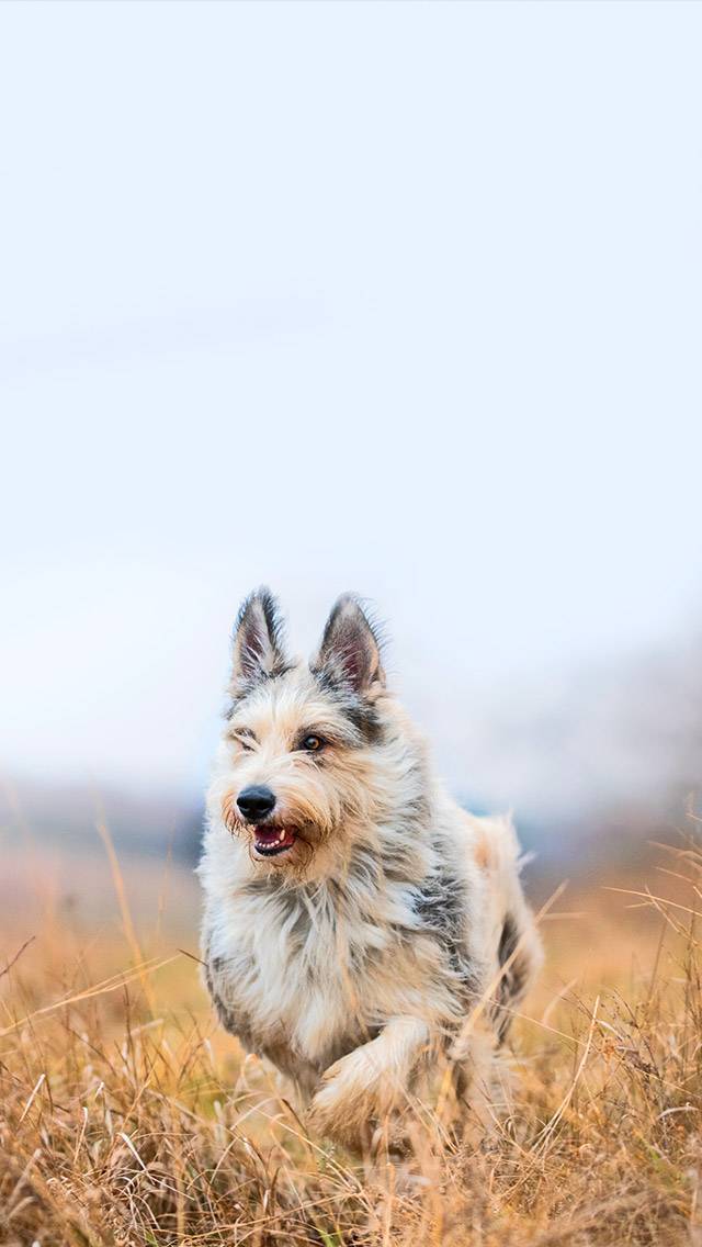 Puppy for overcast weather